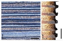 Forests 14 00440 i008