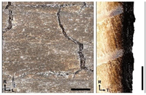 Forests 14 00440 i009