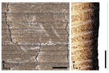 Forests 14 00440 i010