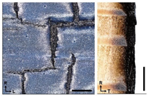 Forests 14 00440 i011