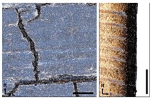 Forests 14 00440 i012