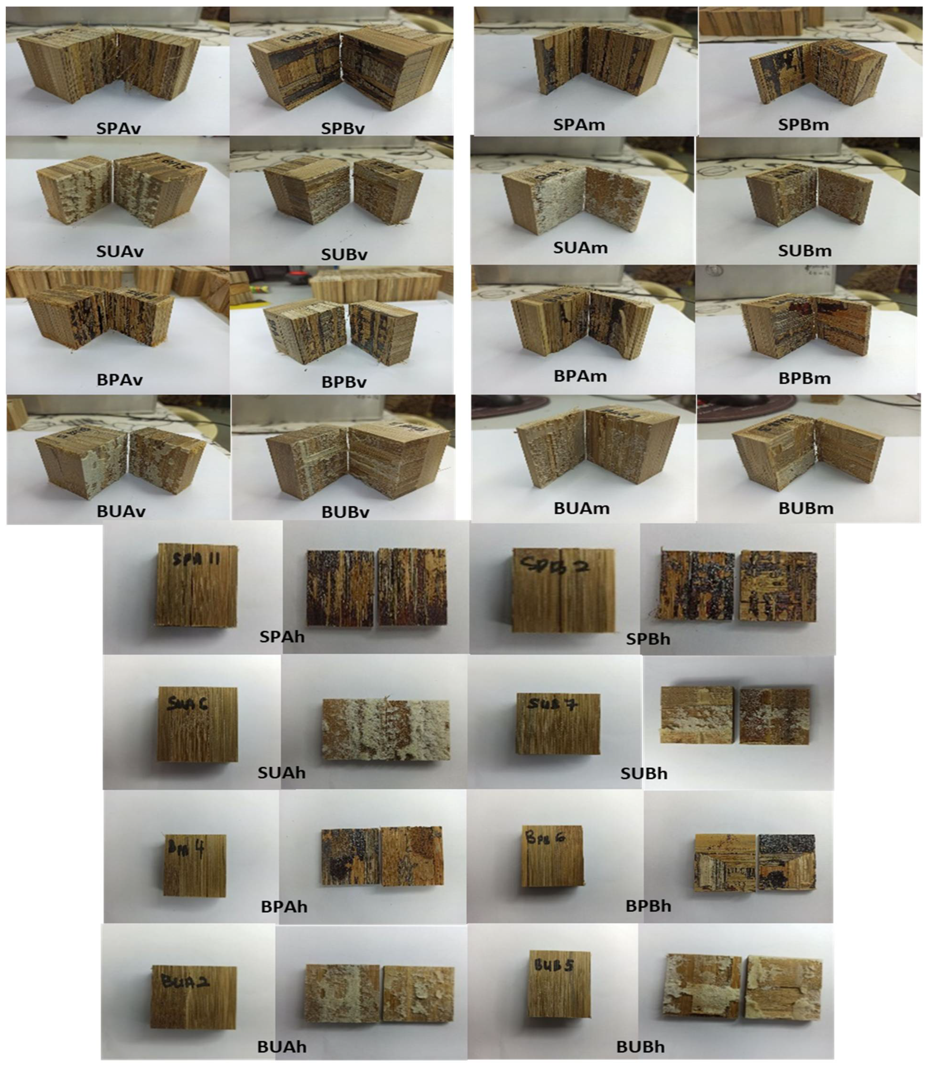 Forests 14 00460 g007 Forests 14 00460 g007