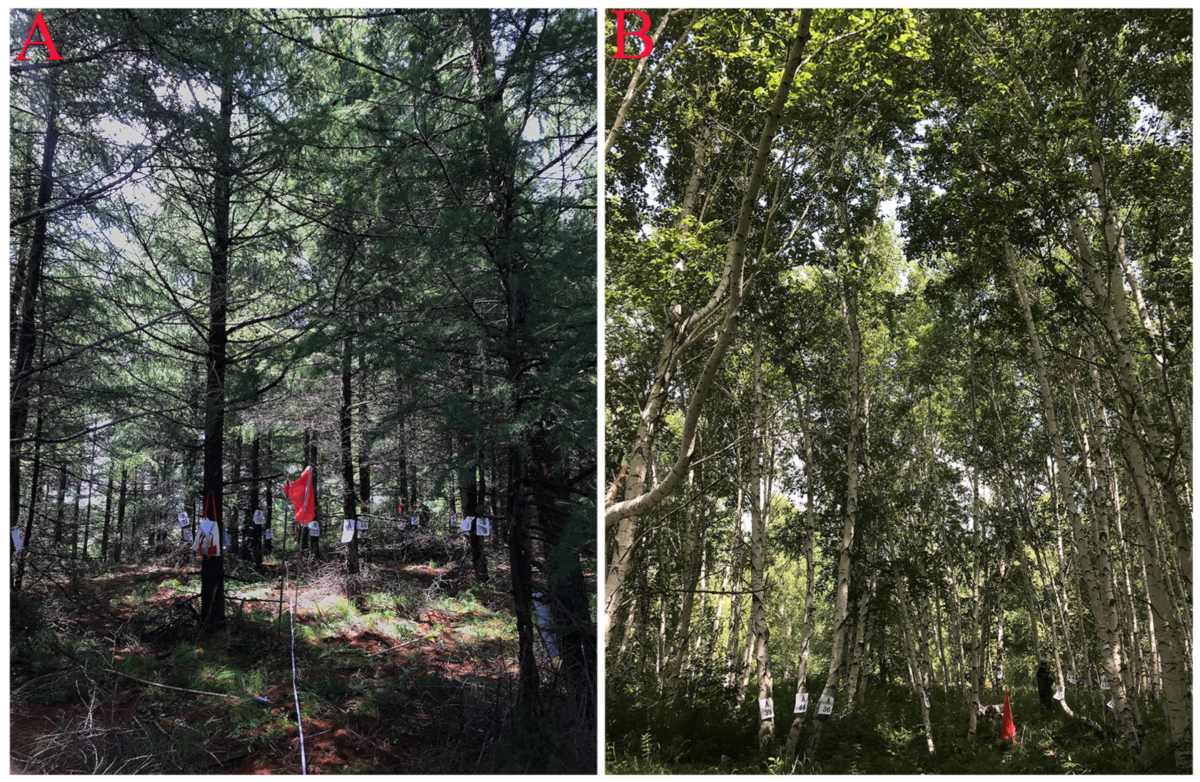 Forests 14 00475 g002