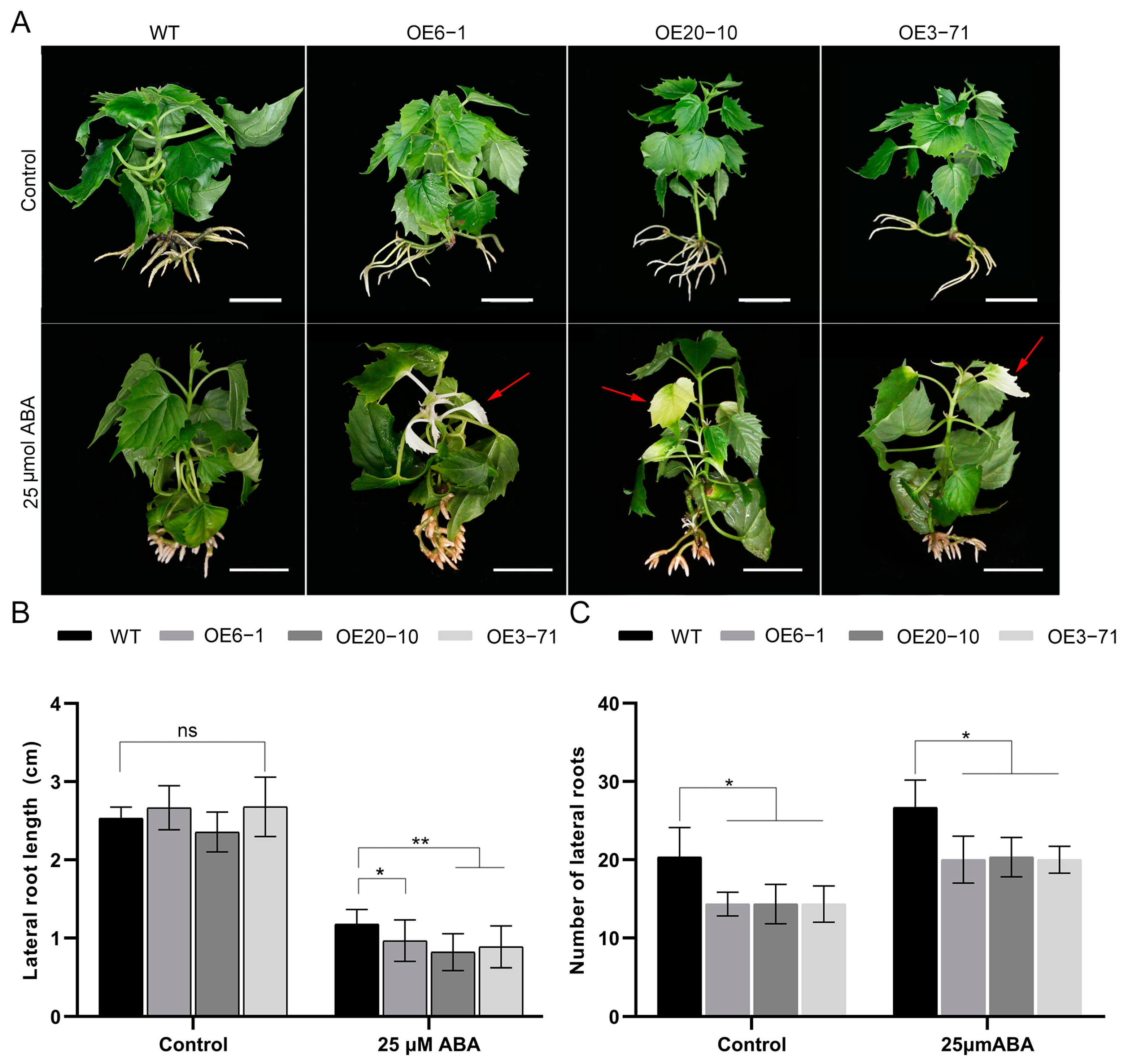 Forests 14 00486 g005 Forests 14 00486 g005