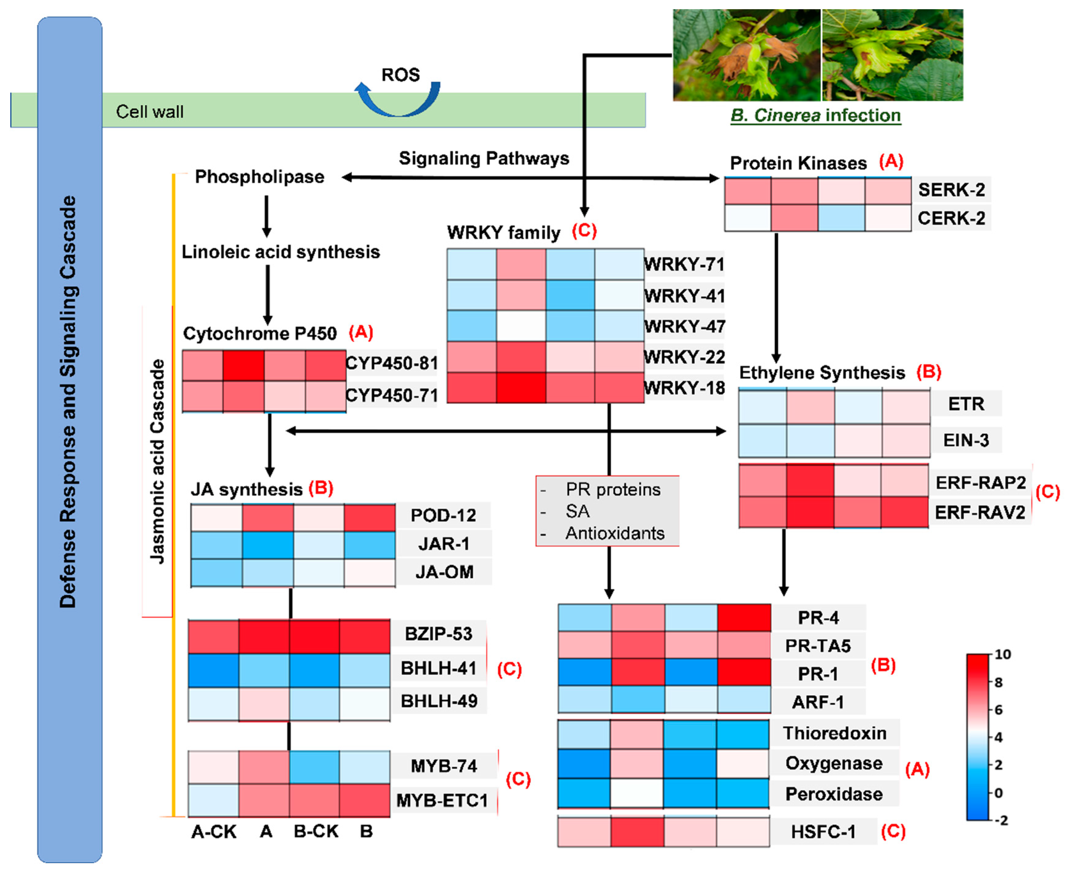 Forests 14 00493 g005 Forests 14 00493 g005
