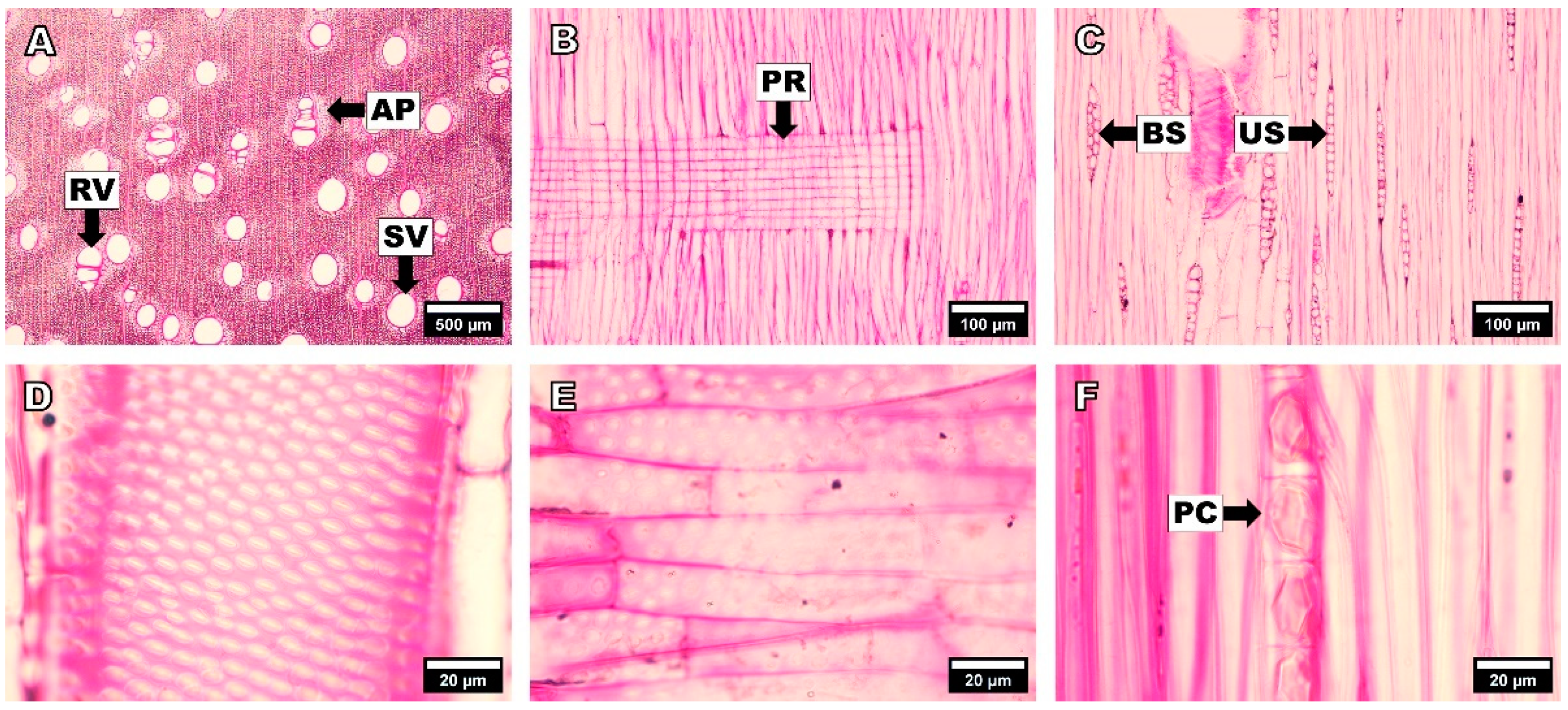 Forests 14 00496 g001 Forests 14 00496 g001
