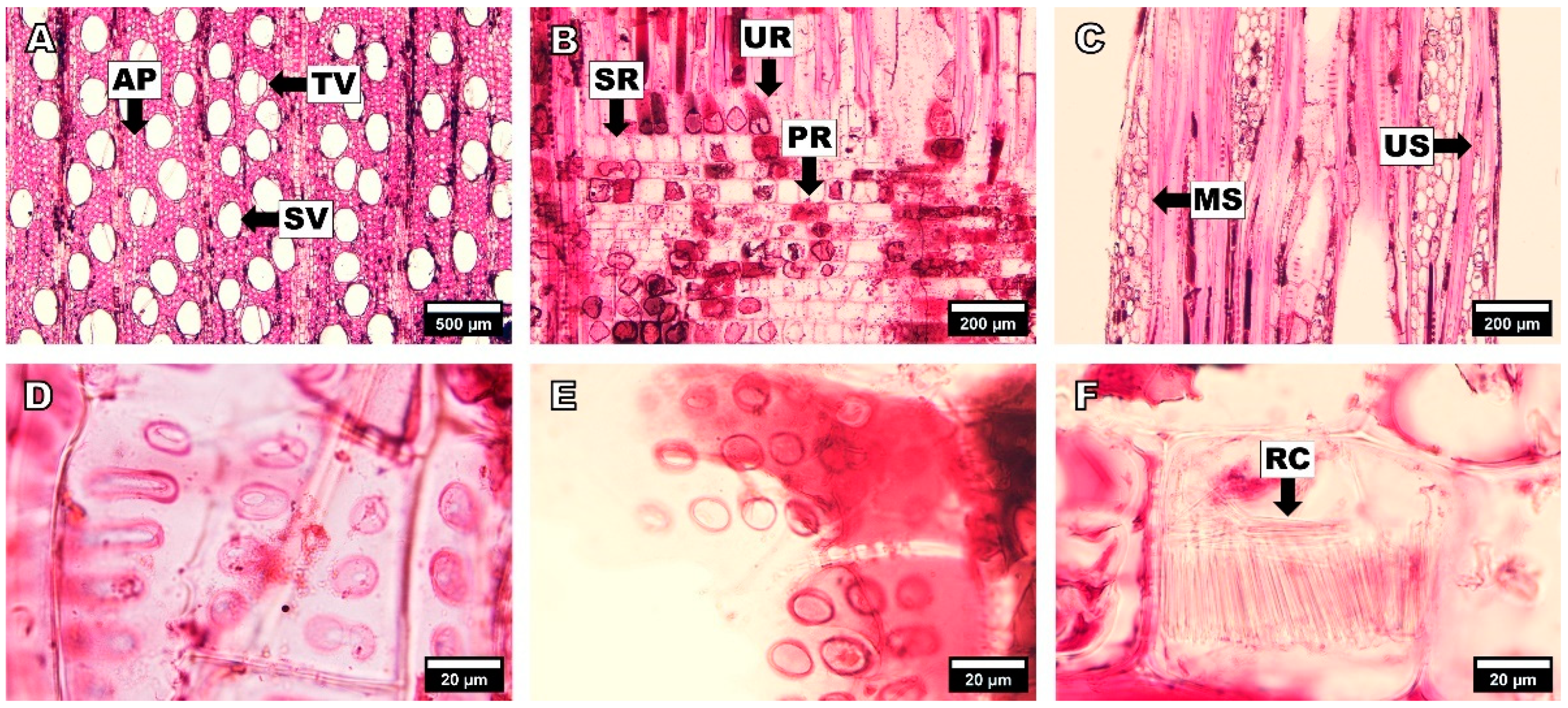 Forests 14 00496 g003 Forests 14 00496 g003