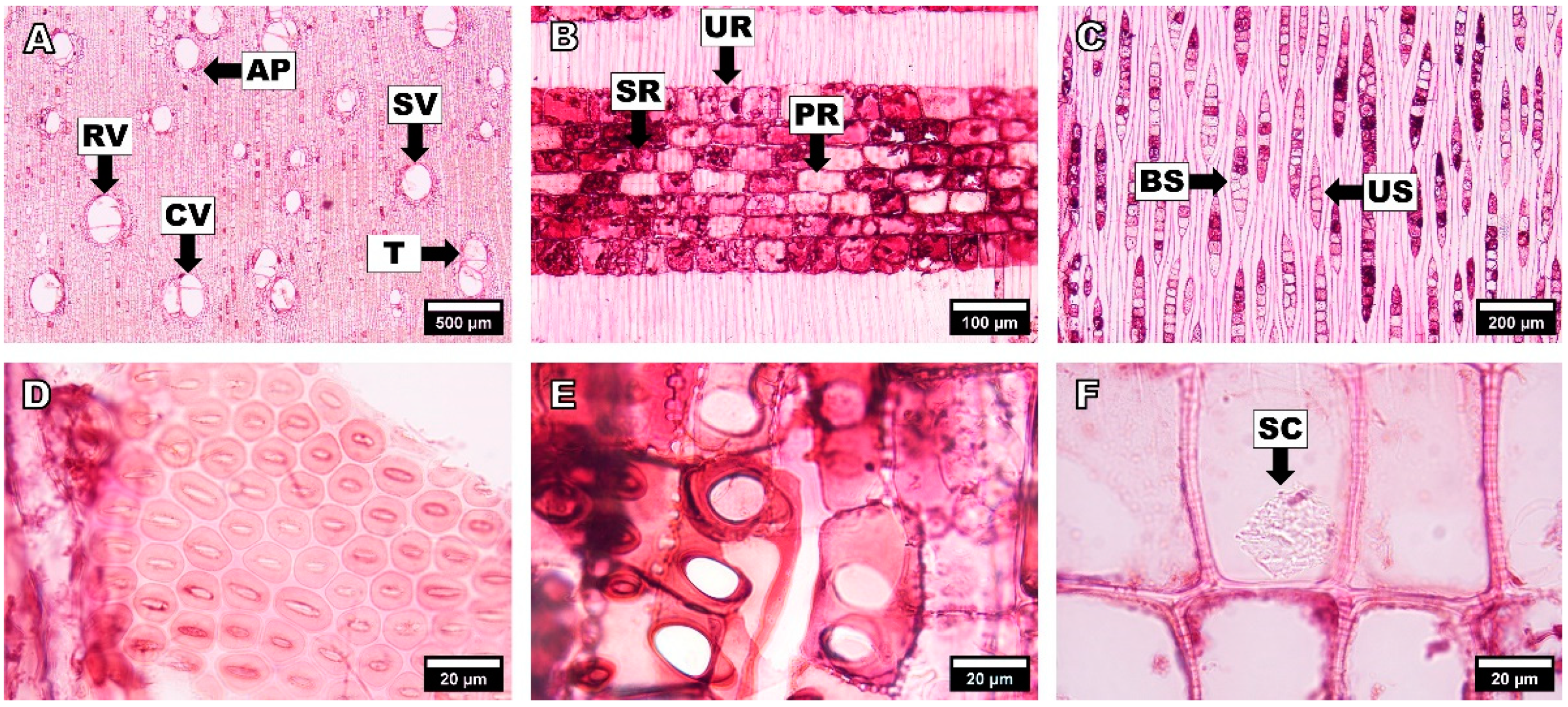 Forests 14 00496 g004 Forests 14 00496 g004