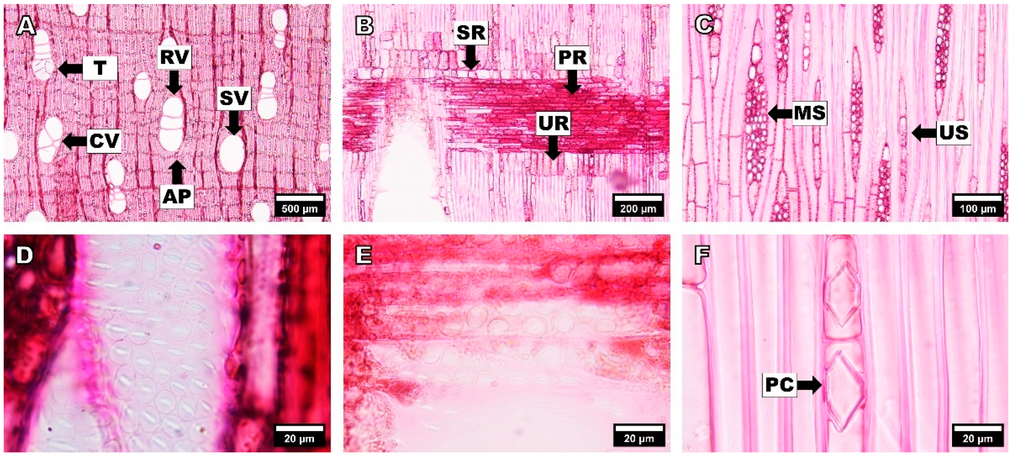 Forests 14 00496 g005 Forests 14 00496 g005