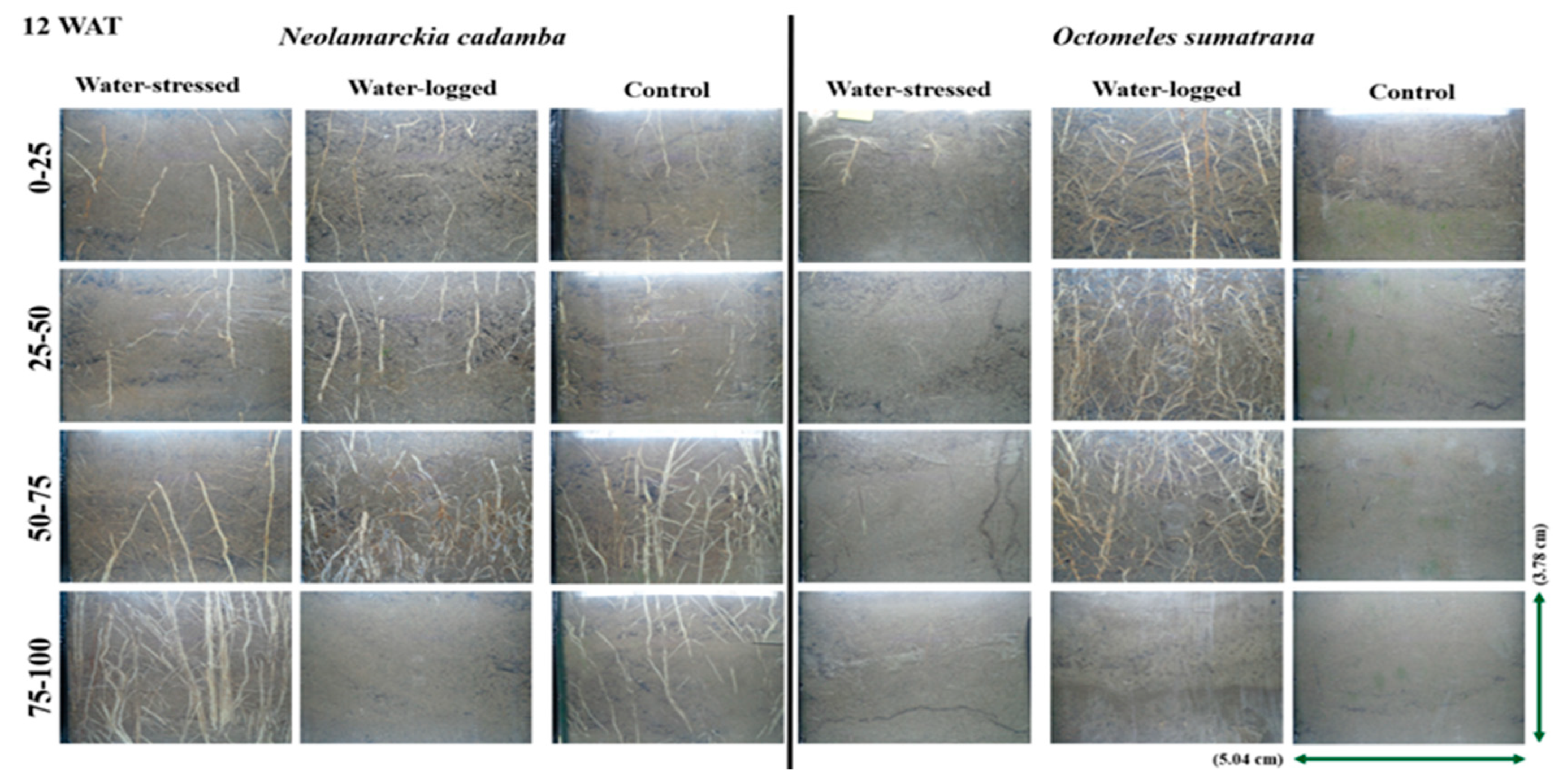 Forests 14 00500 g002 Forests 14 00500 g002