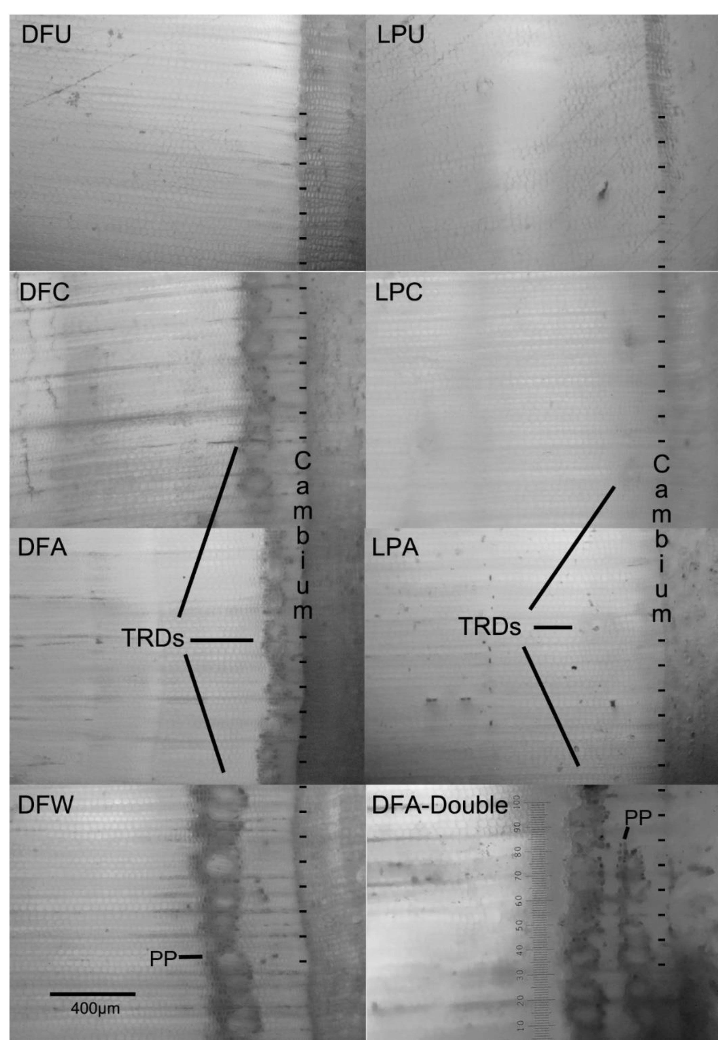 Forests 14 00502 g002