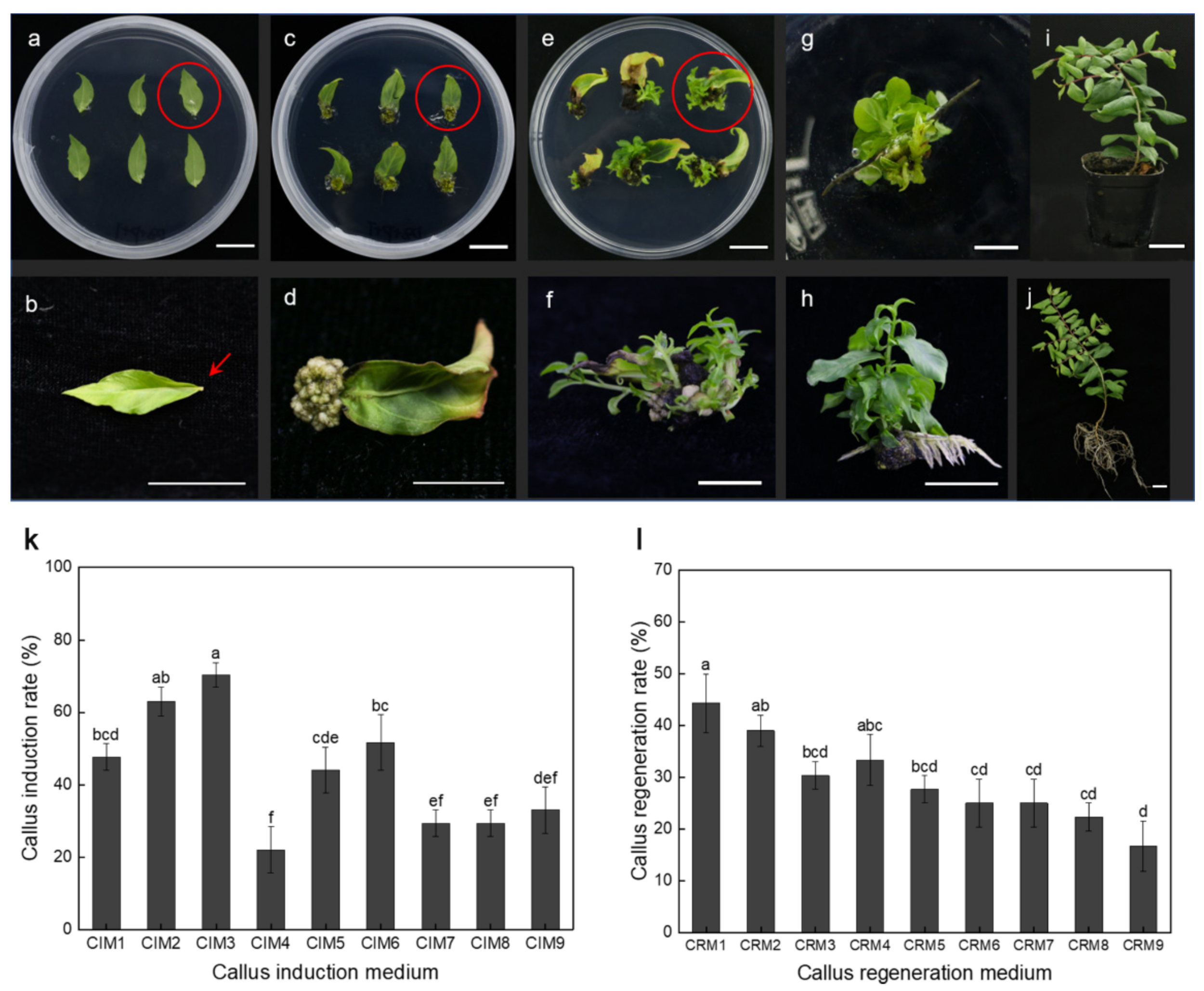 Forests 14 00517 g001