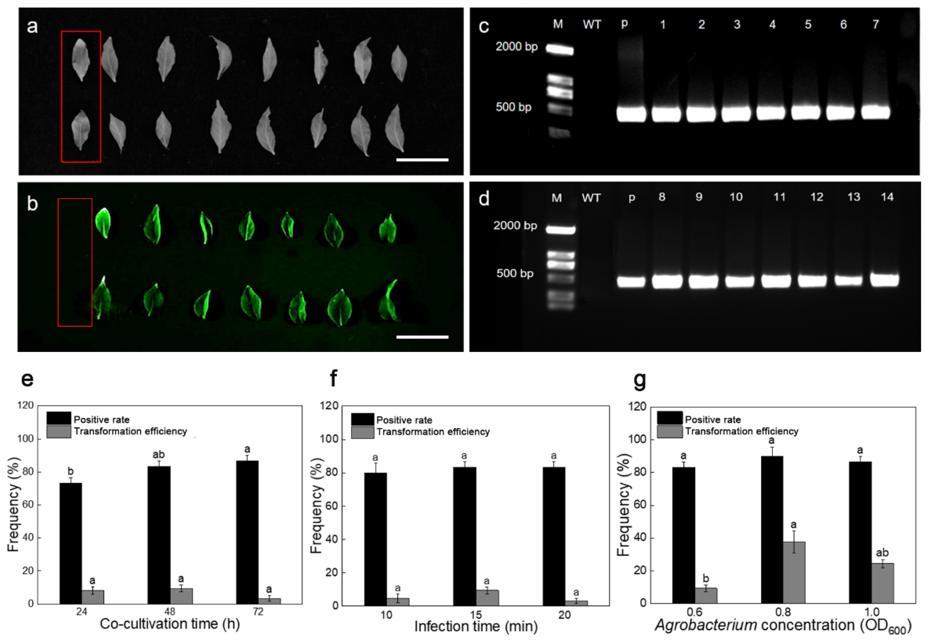 Forests 14 00517 g002