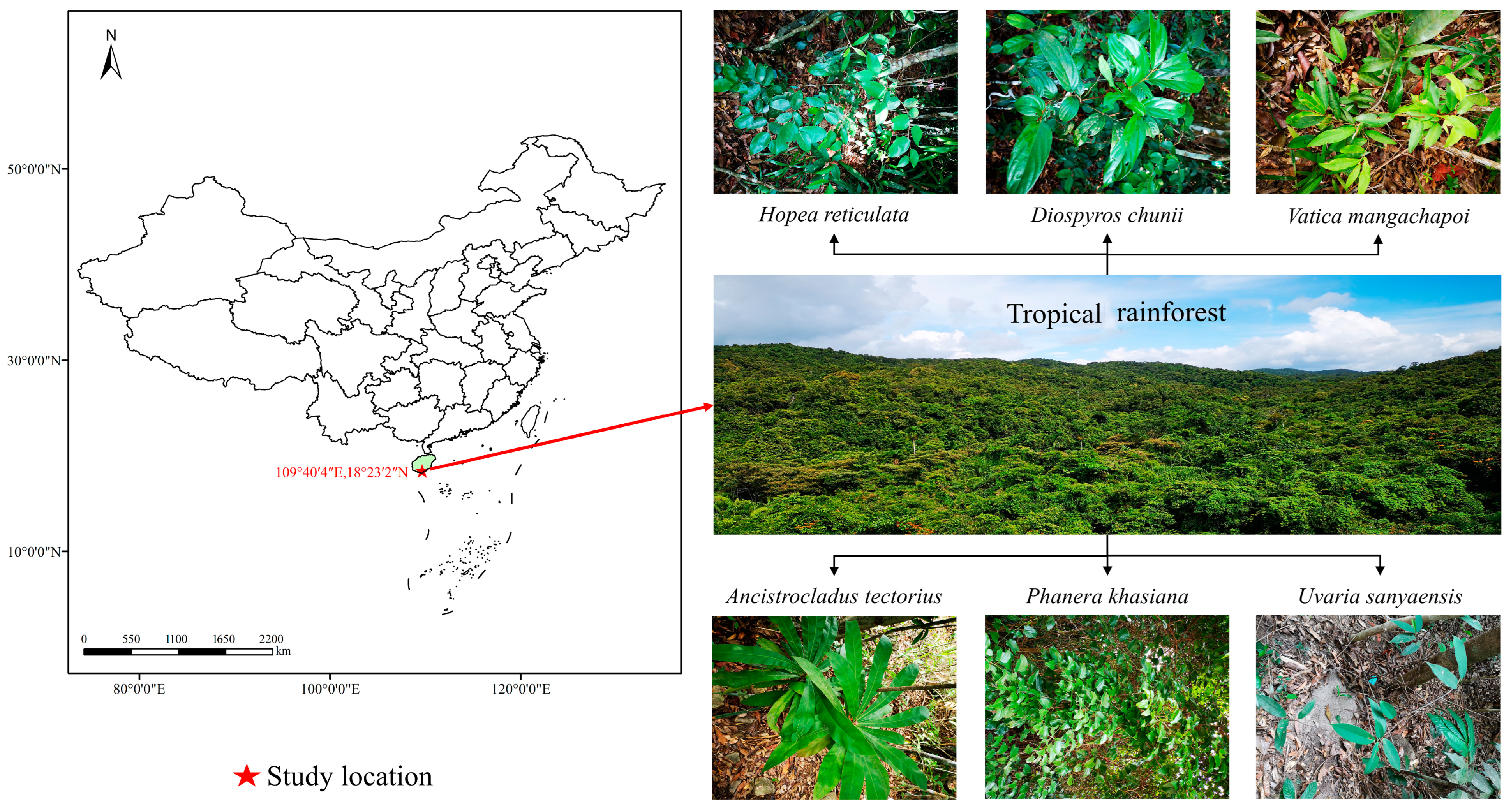 Forests 14 00522 g001 Forests 14 00522 g001