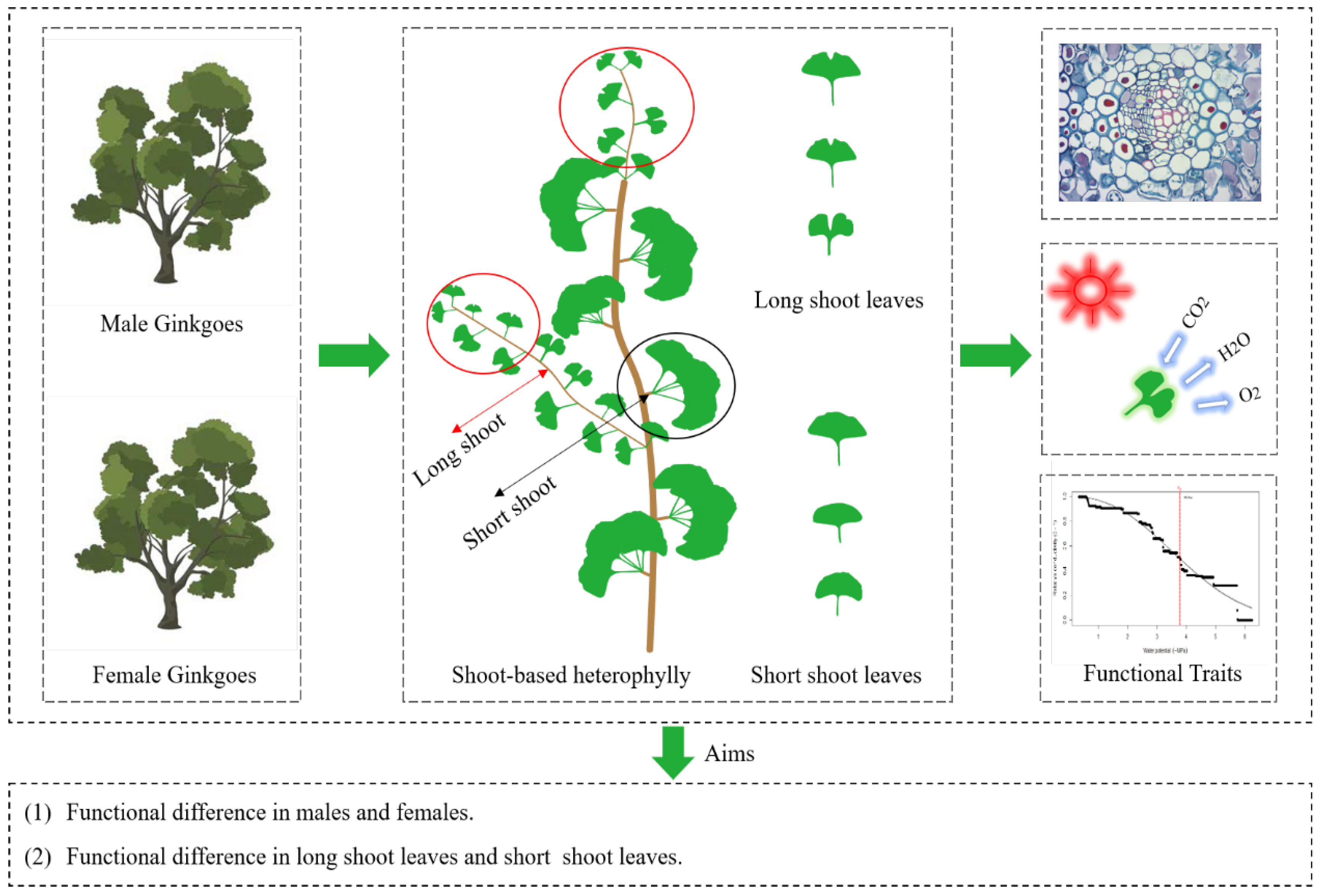 Forests 14 00535 g001 Forests 14 00535 g001