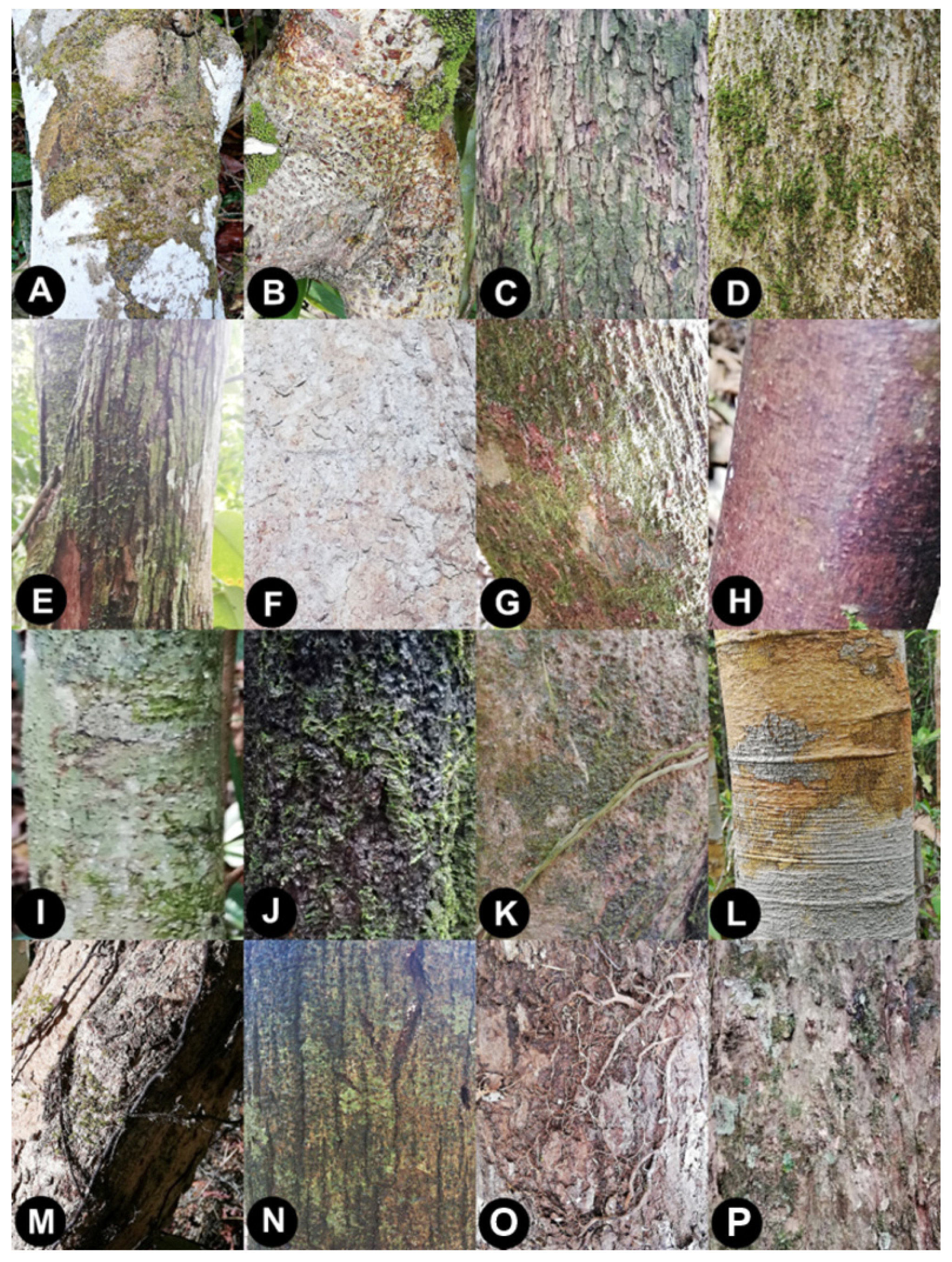 Forests 14 00544 g010