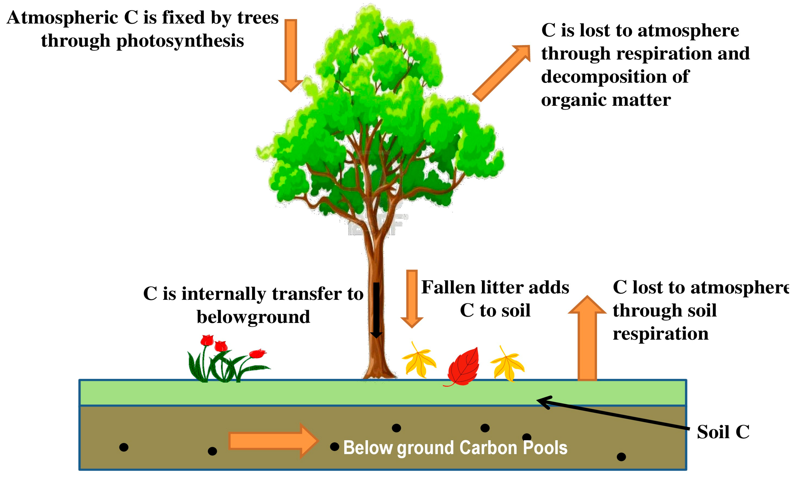 Forests 14 00559 g002