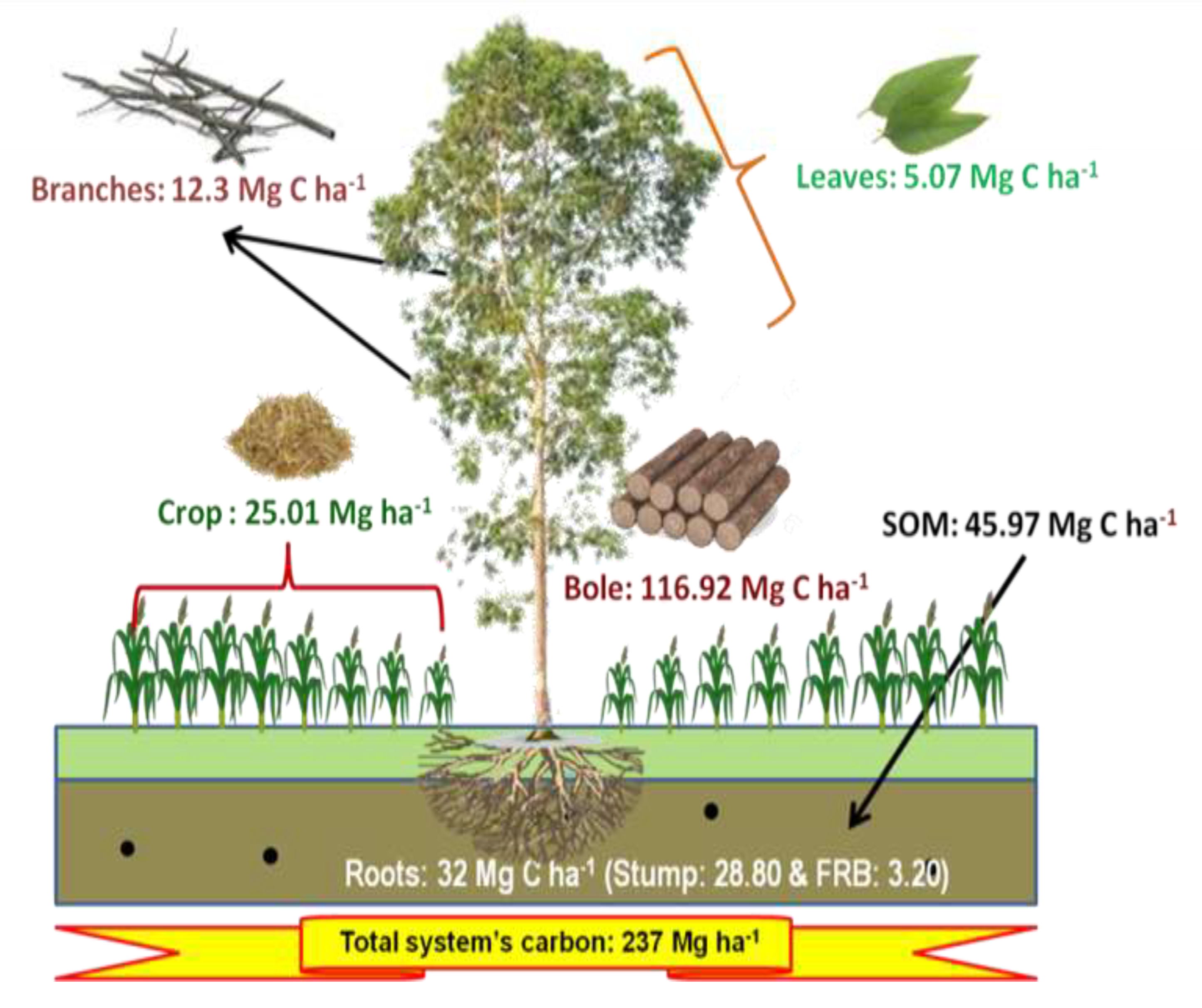 Forests 14 00559 g005