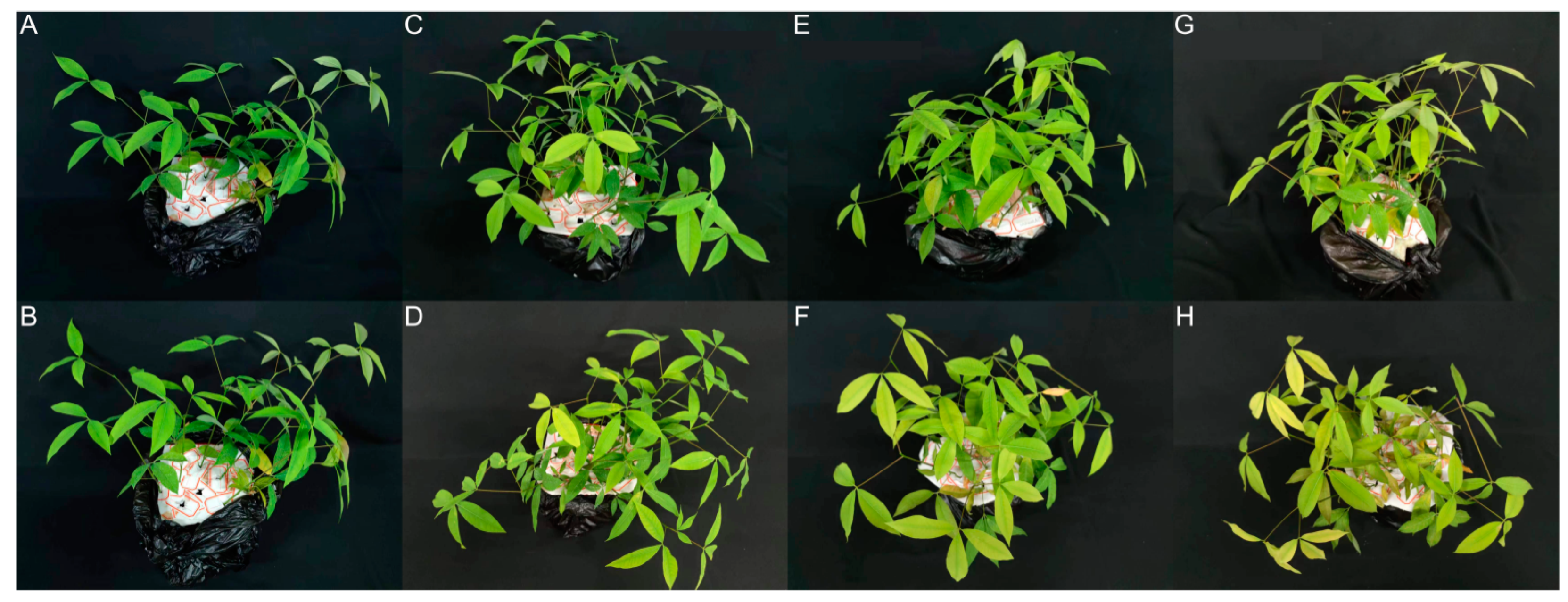 Forests 14 00568 g001 Forests 14 00568 g001