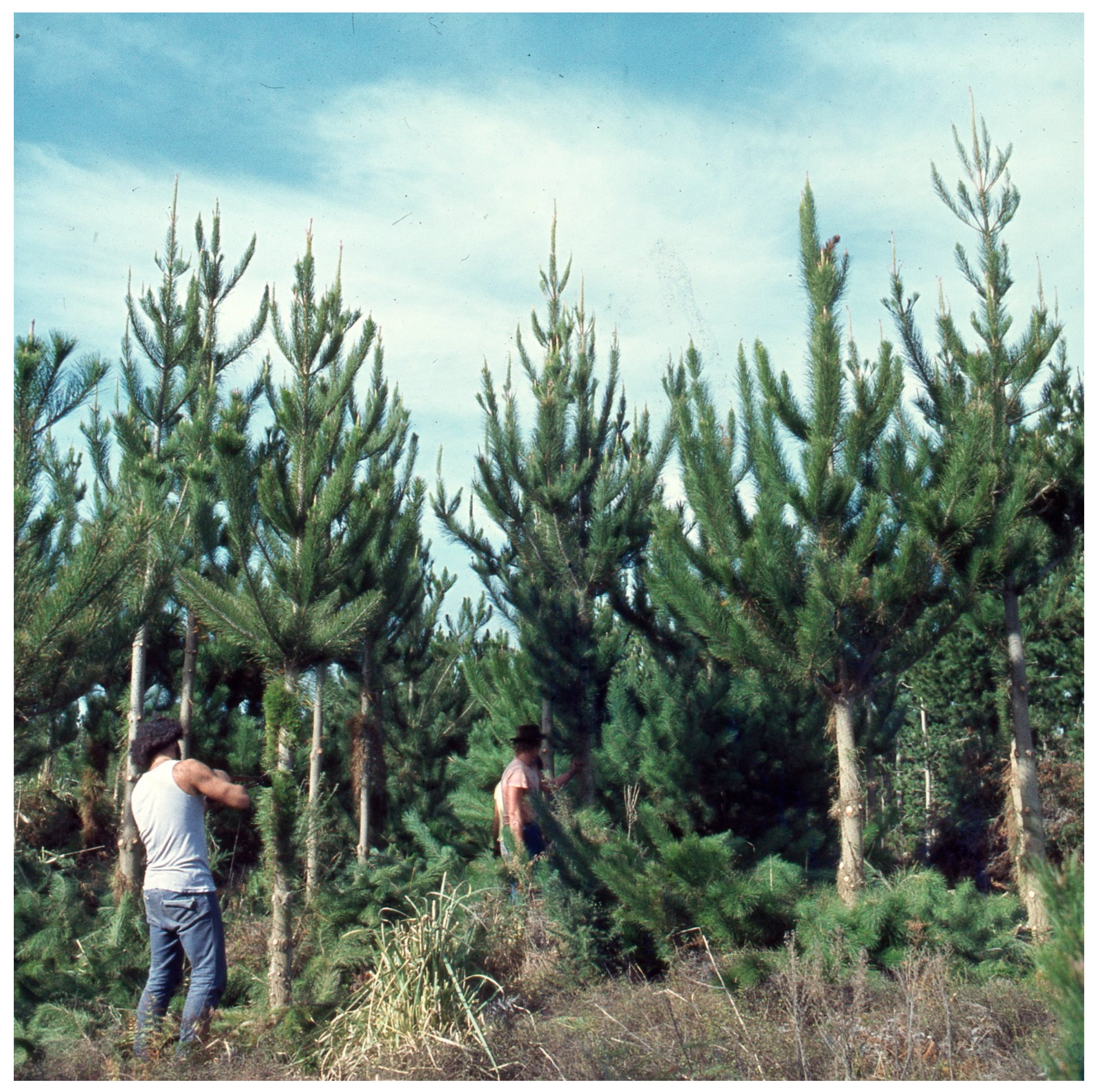 Forests 14 00570 g001