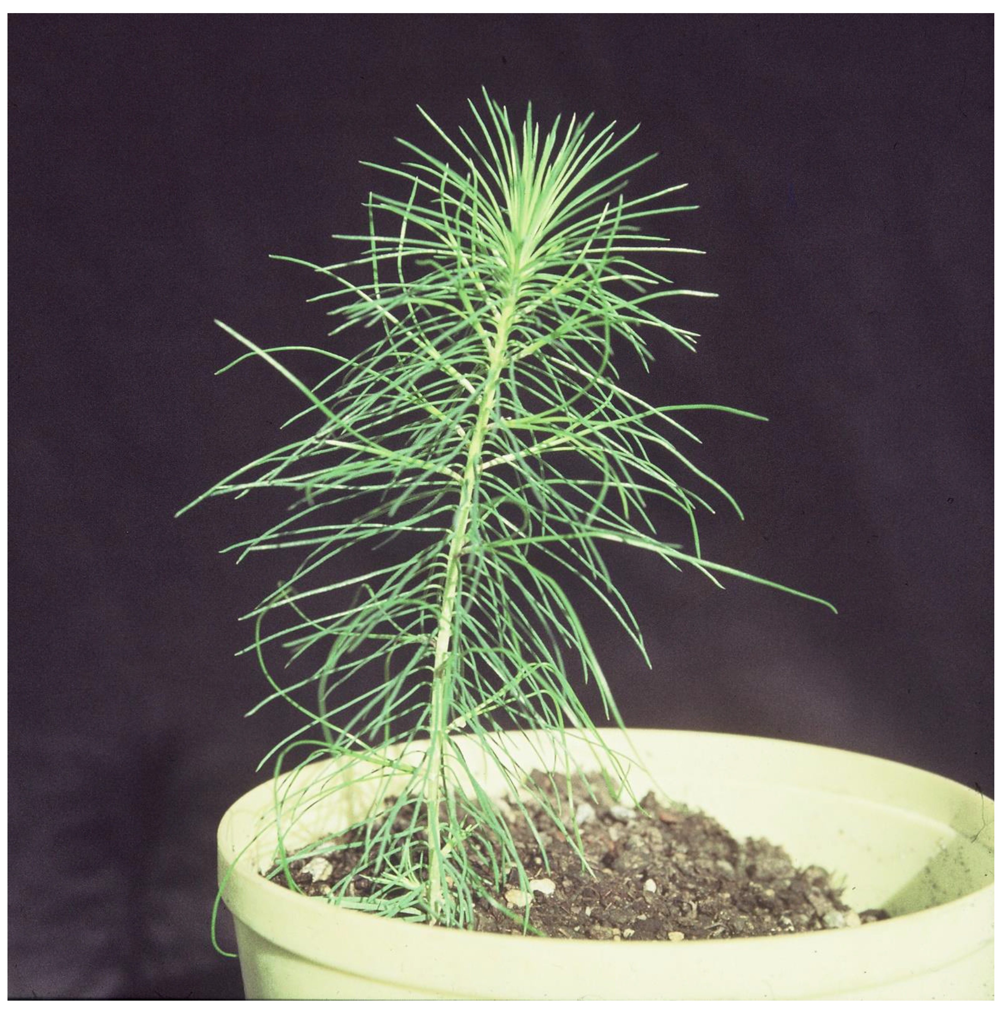 Forests 14 00570 g003