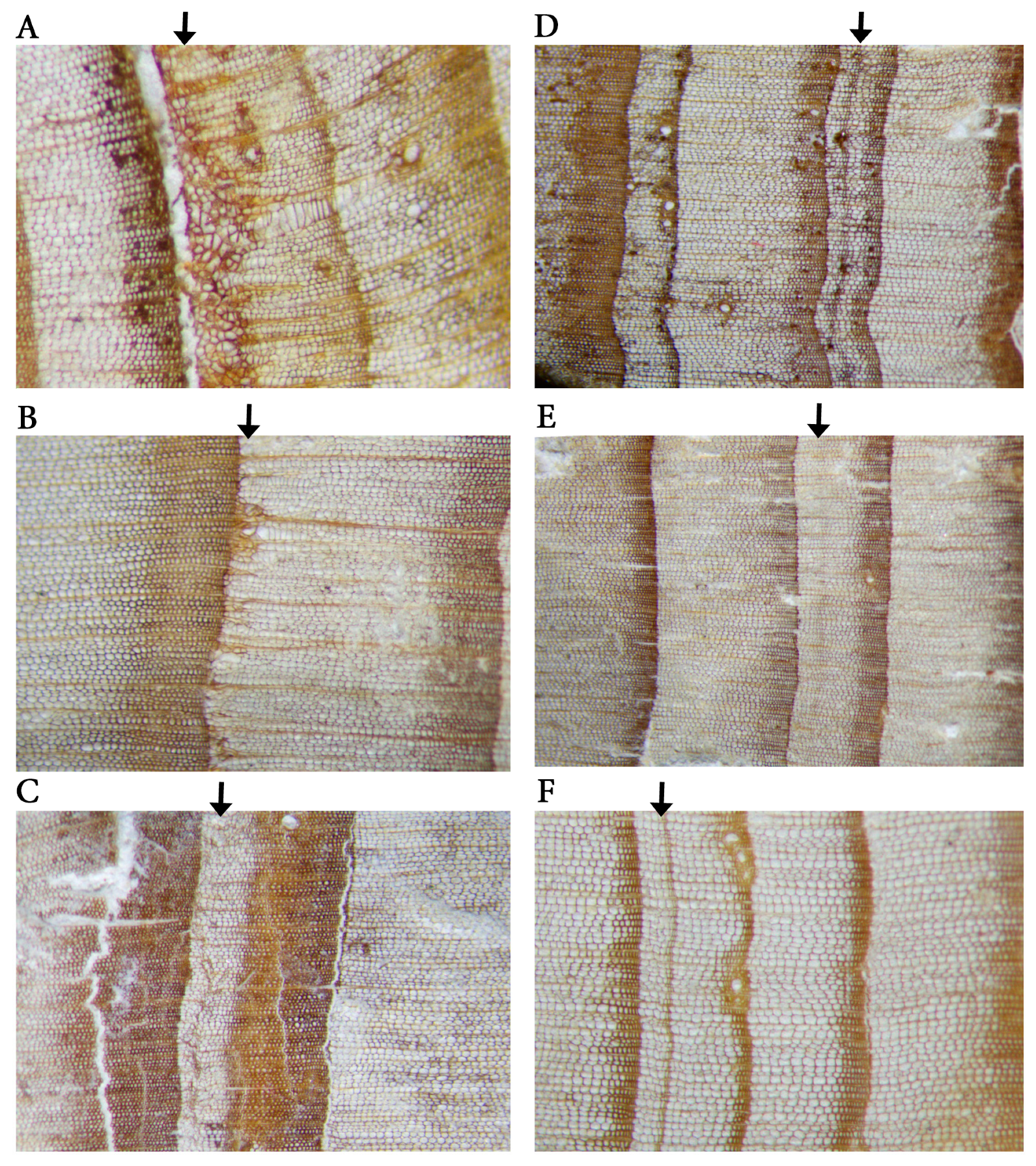 Forests 14 00574 g003