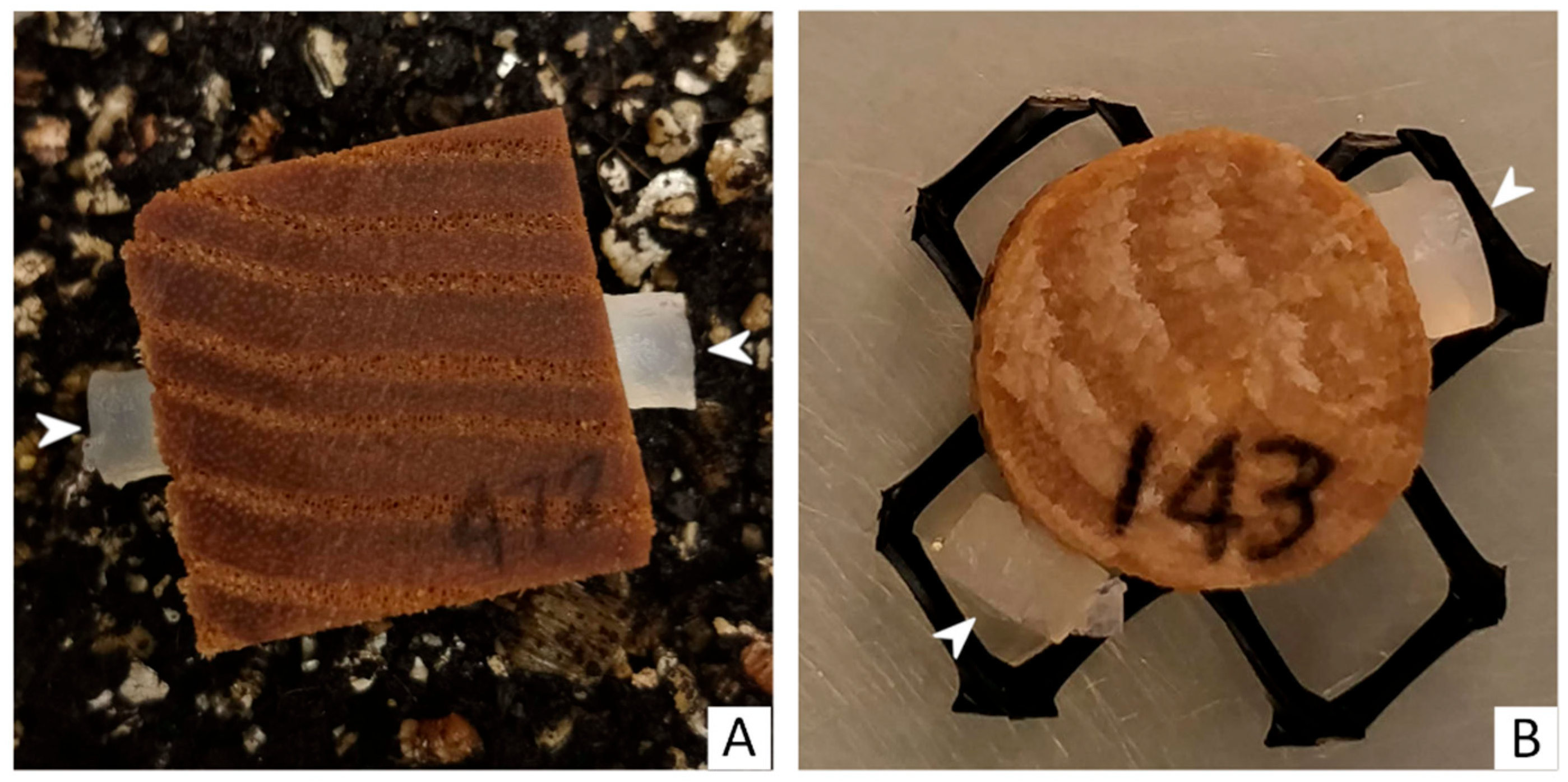 Forests 14 00576 g001