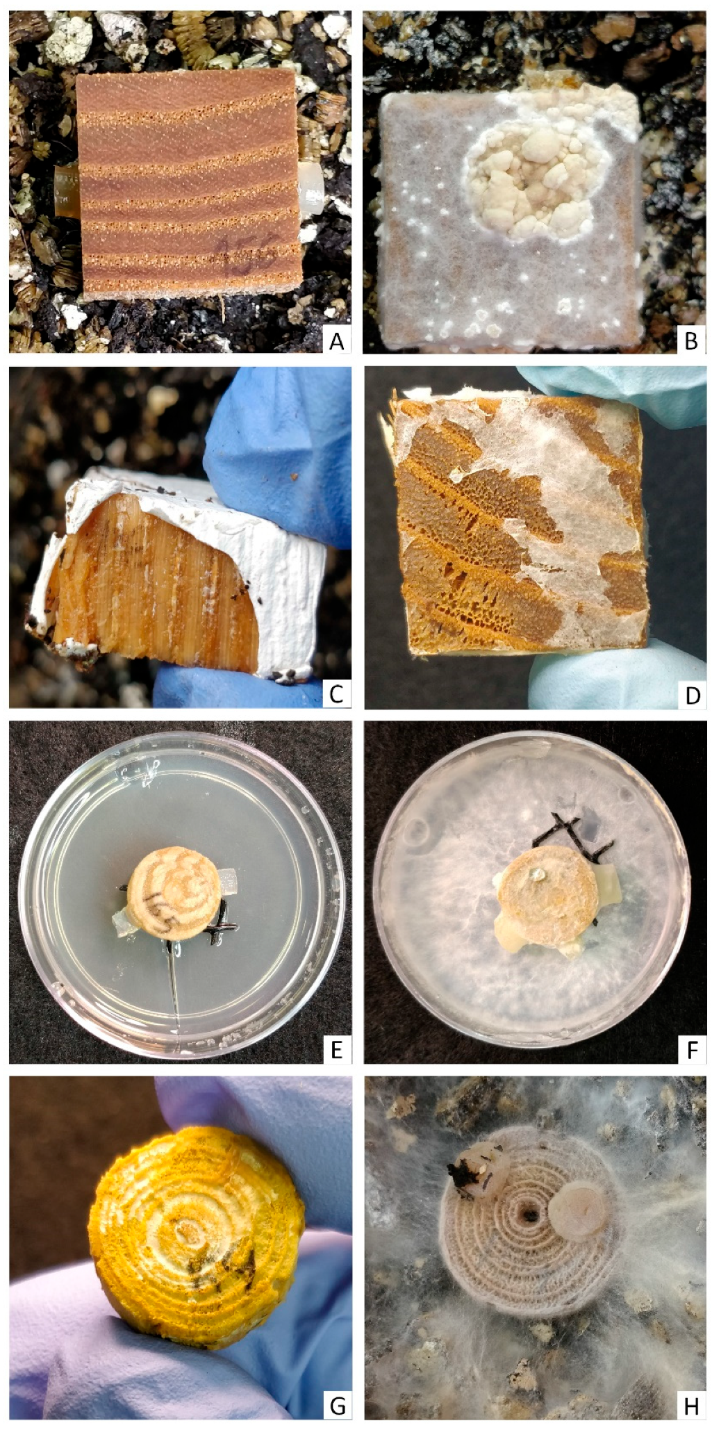 Forests 14 00576 g002