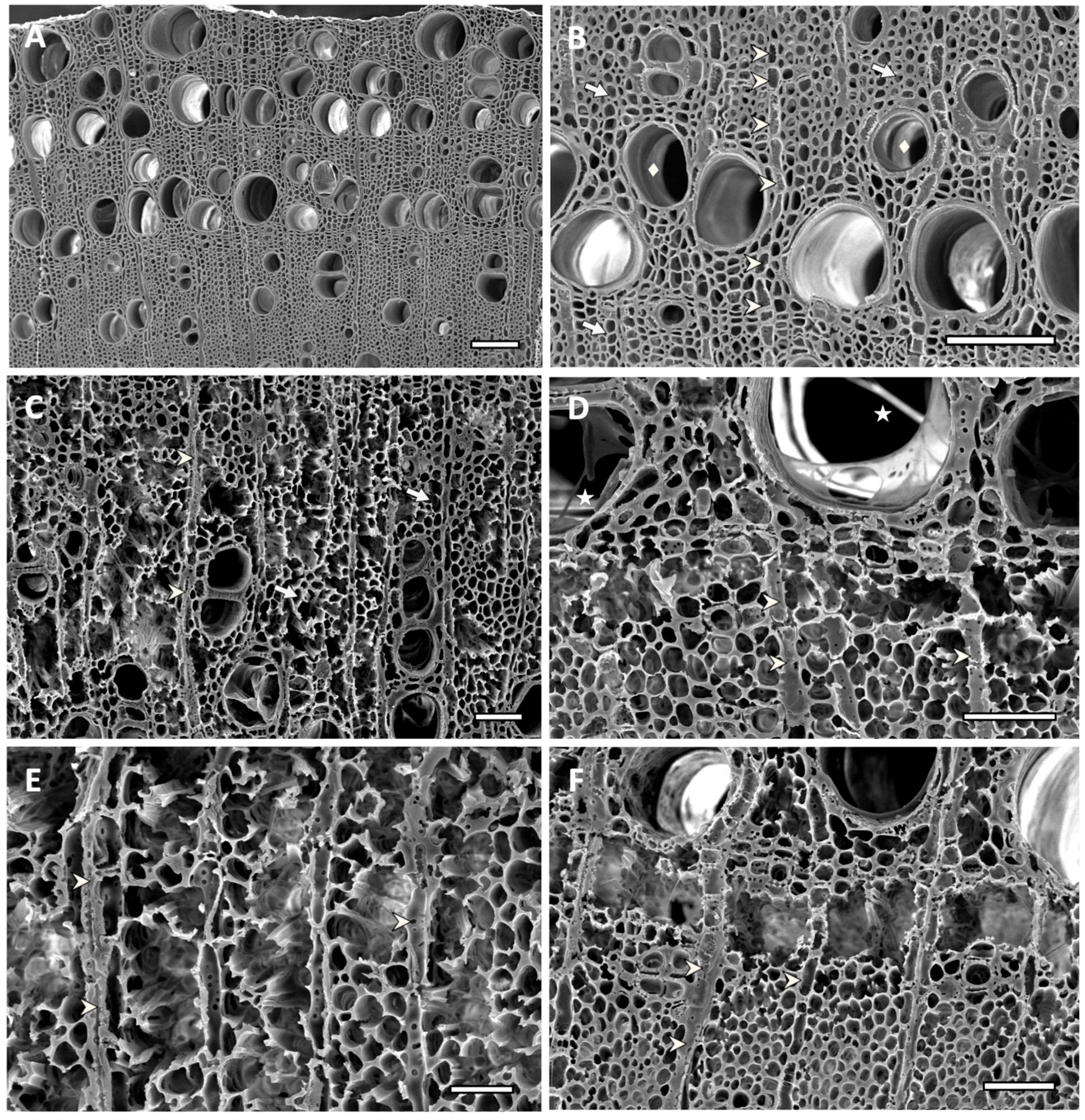 Forests 14 00576 g007