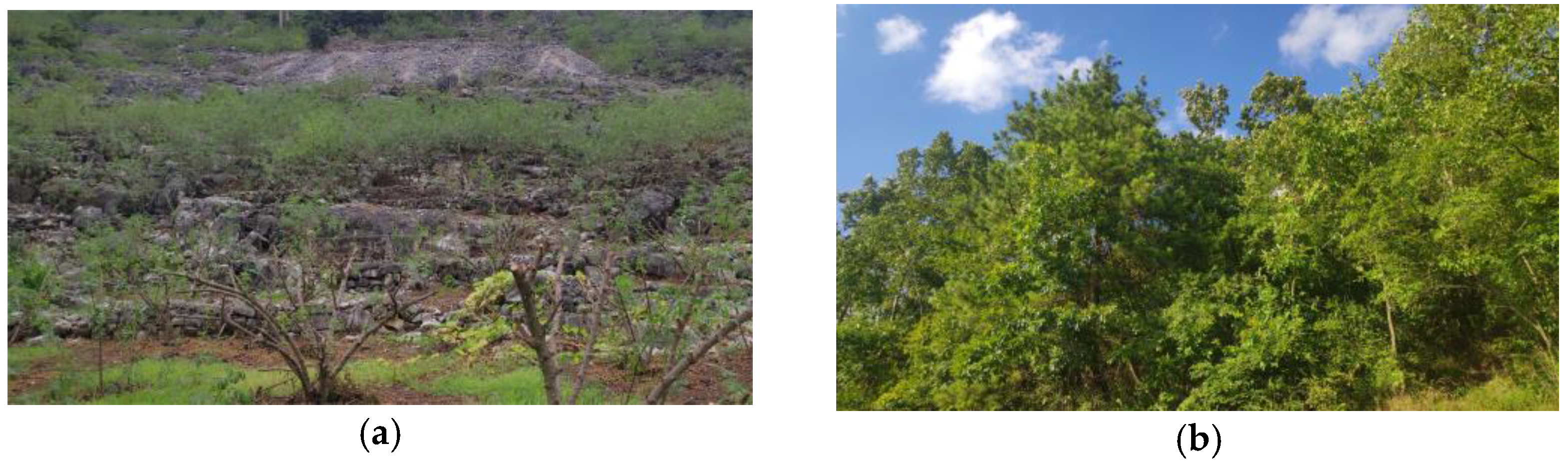 Forests 14 00582 g005 Forests 14 00582 g005