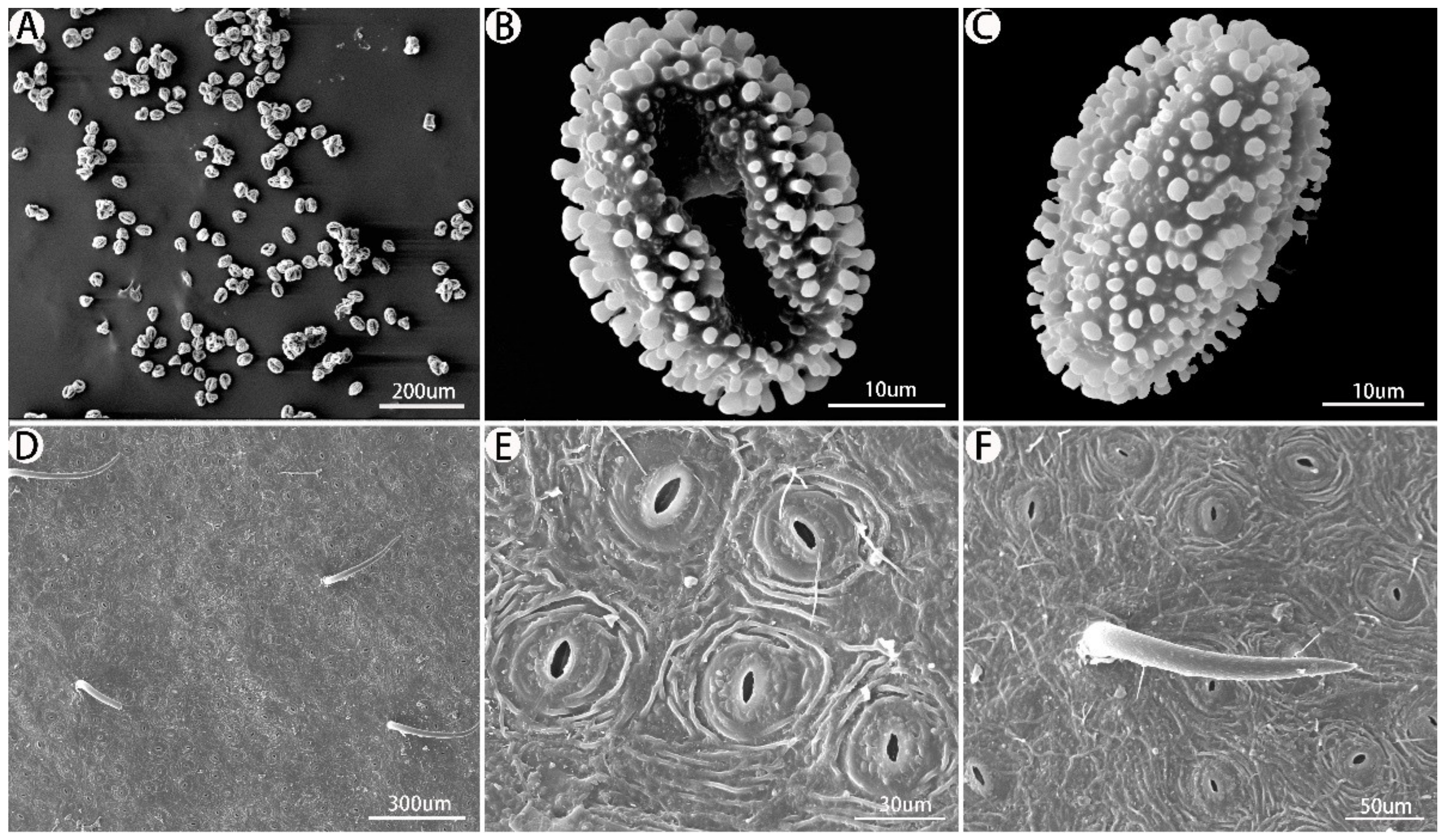 Forests 14 00583 g004 Forests 14 00583 g004