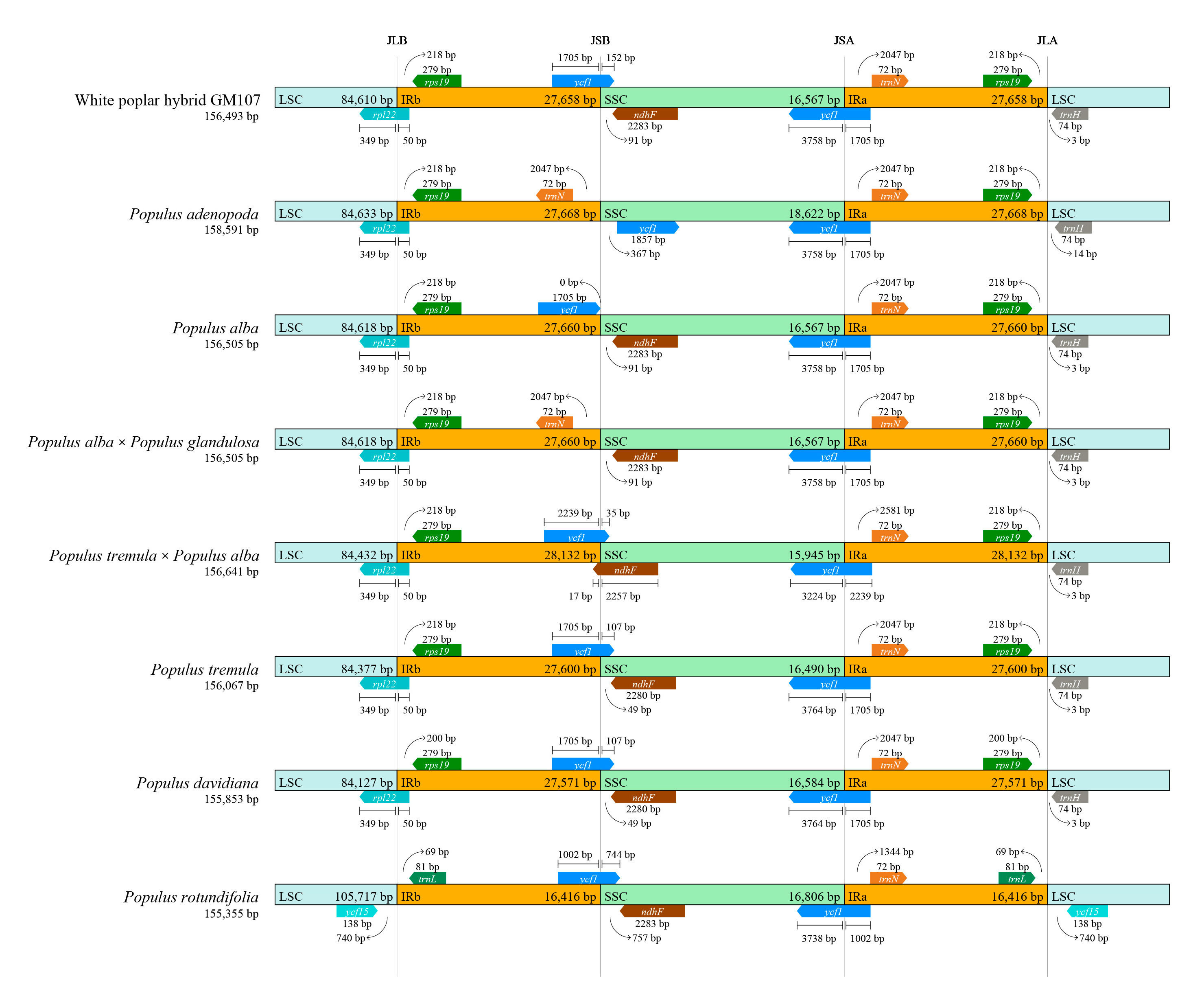 Comparative Analysis of the Characteristics, Phylogenetic