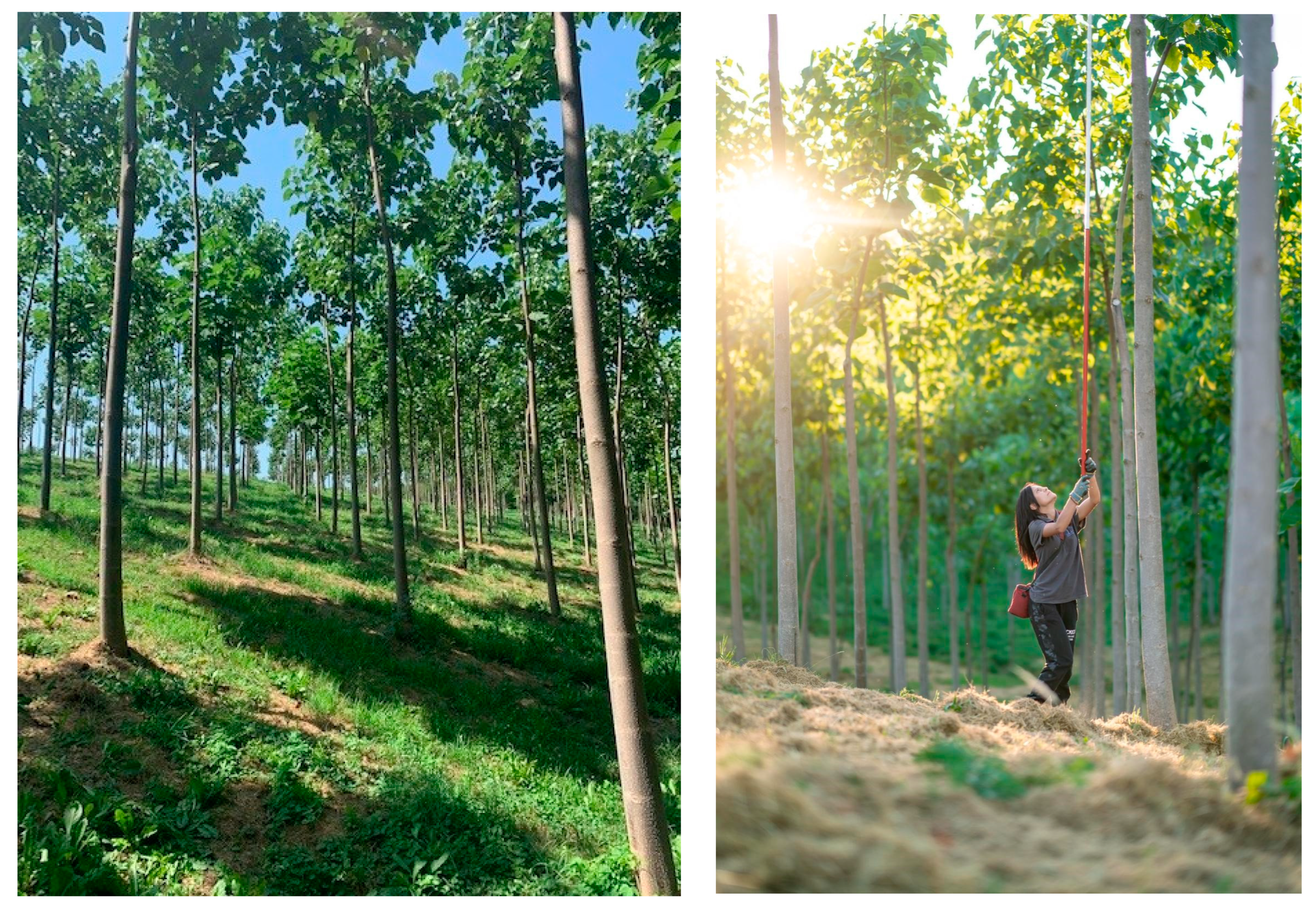 Forests 14 00589 g001 Forests 14 00589 g001