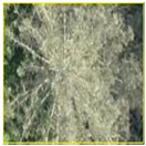 Forests 14 00601 i002