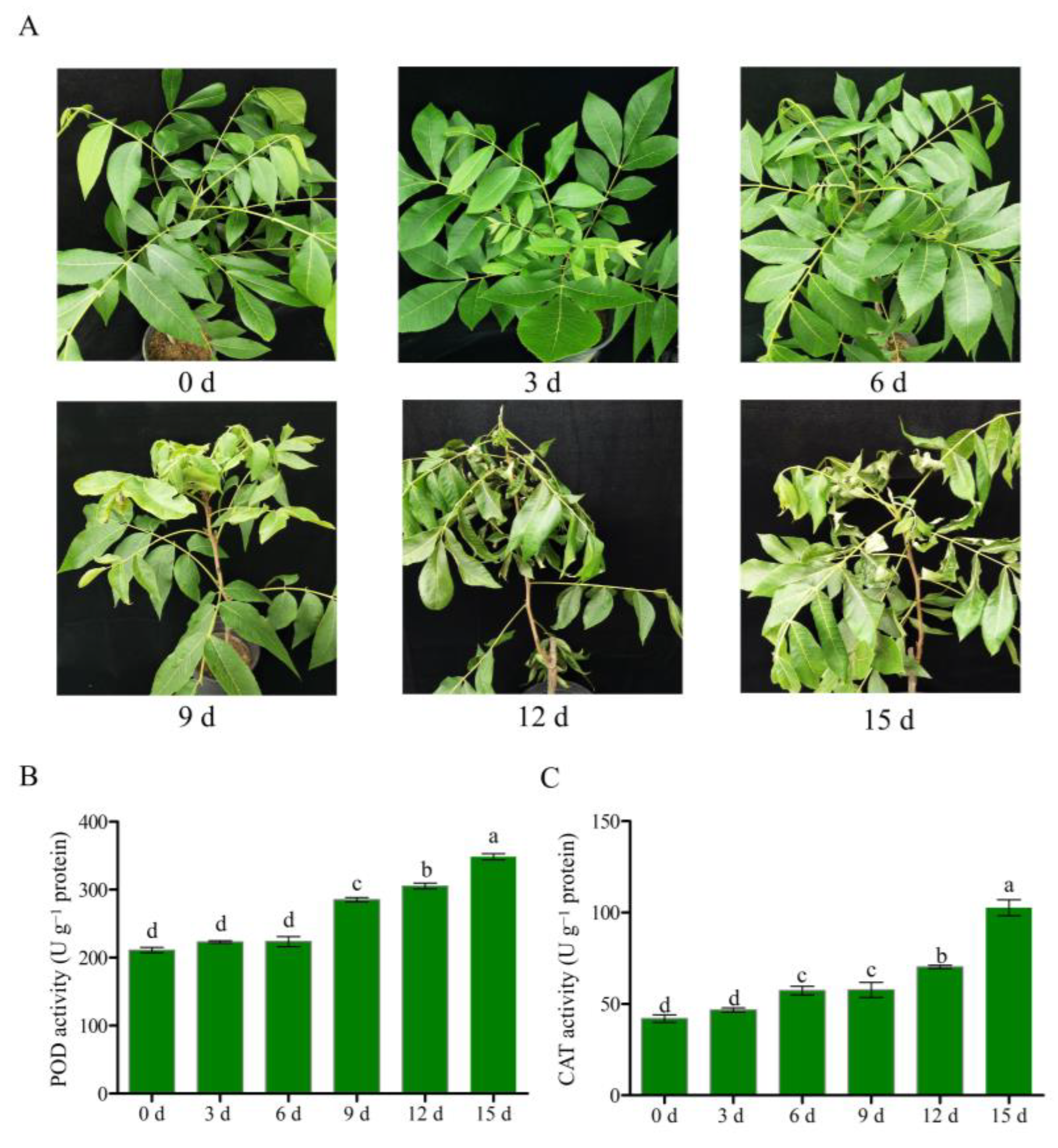 Forests 14 00608 g001 Forests 14 00608 g001