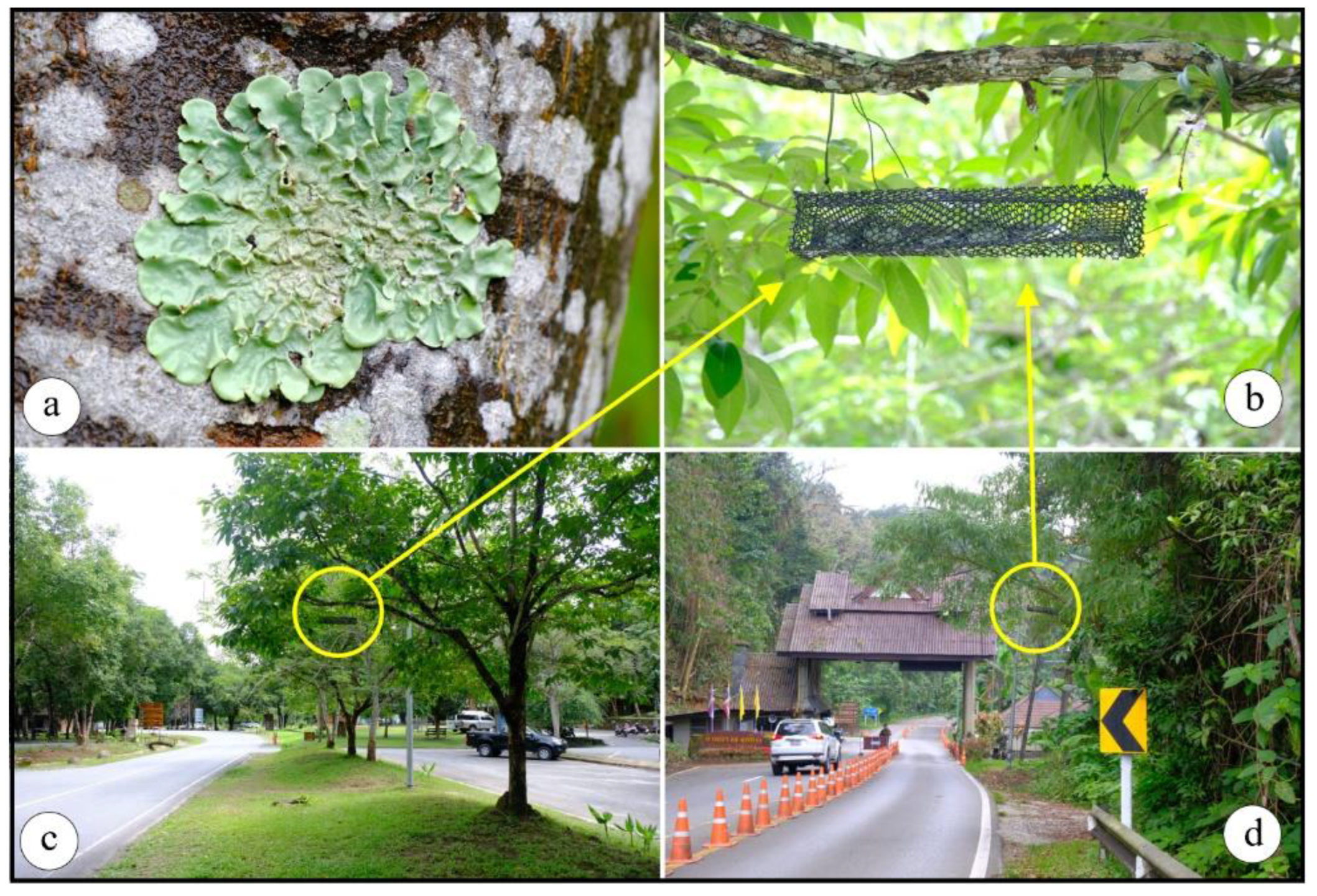 Forests 14 00611 g003