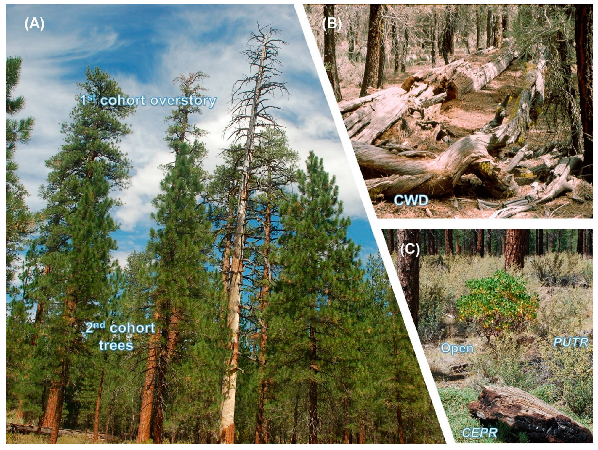 Forests 14 00623 g002 Forests 14 00623 g002