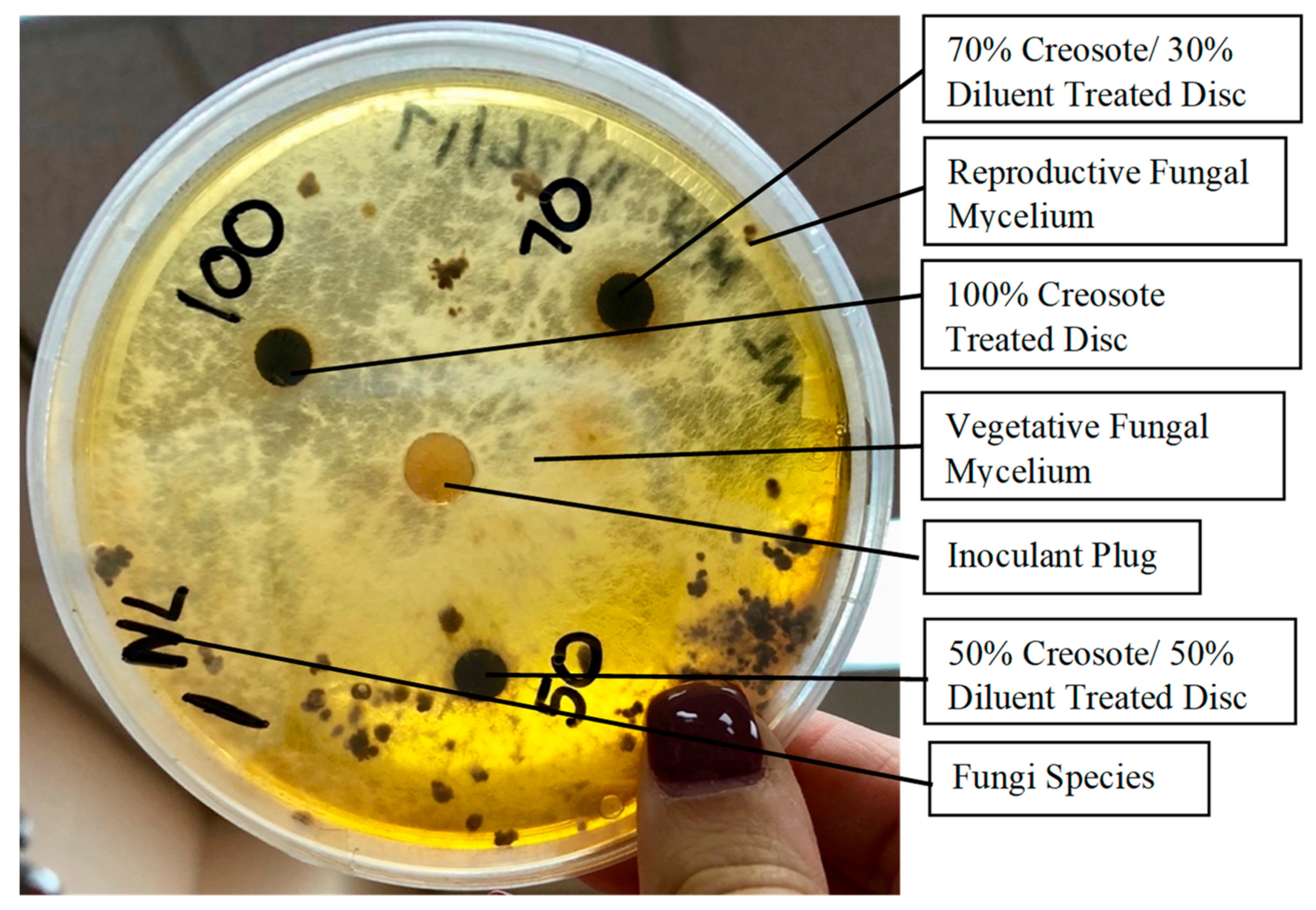 Forests 14 00625 g002 Forests 14 00625 g002