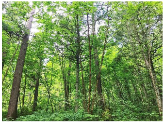 Forests 14 00627 i001