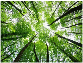 Forests 14 00627 i007