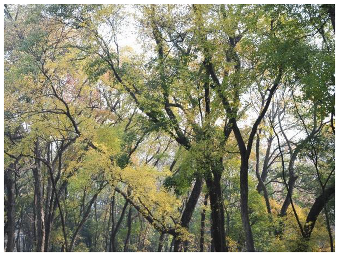 Forests 14 00627 i009