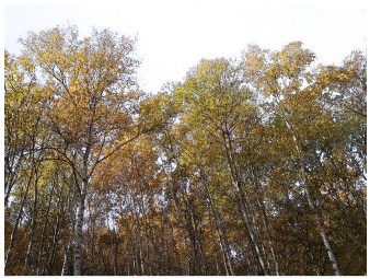 Forests 14 00627 i015