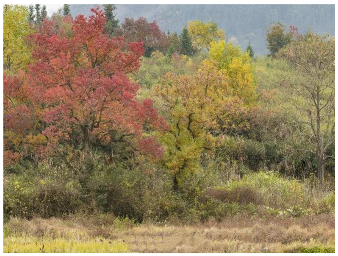 Forests 14 00627 i017