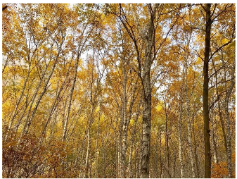 Forests 14 00627 i019