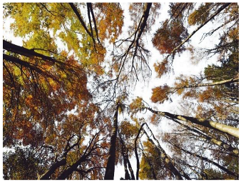 Forests 14 00627 i023