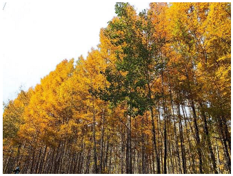 Forests 14 00627 i025