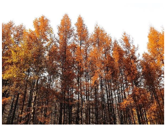 Forests 14 00627 i033