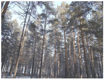 Forests 14 00627 i037