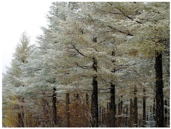 Forests 14 00627 i039