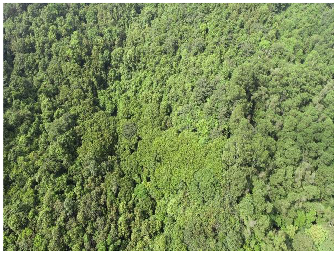 Forests 14 00627 i043